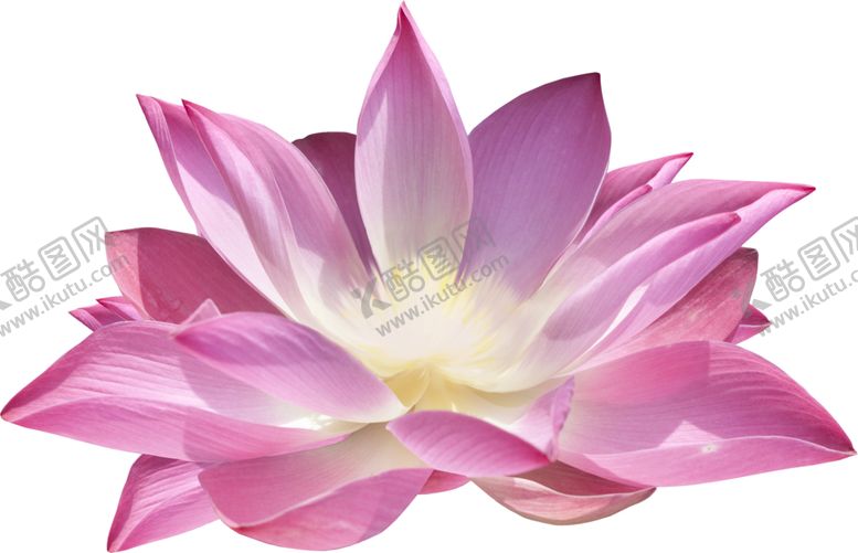 编号：13905010031633411565【酷图网】源文件下载-荷花