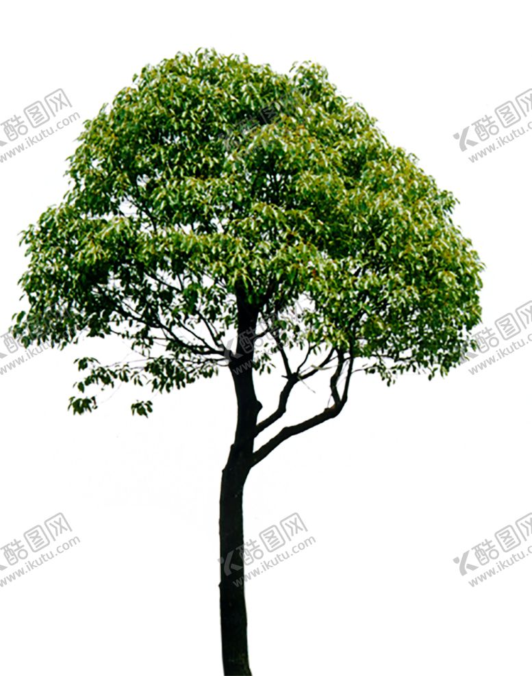 编号：15544410201106465028【酷图网】源文件下载-绿色植物