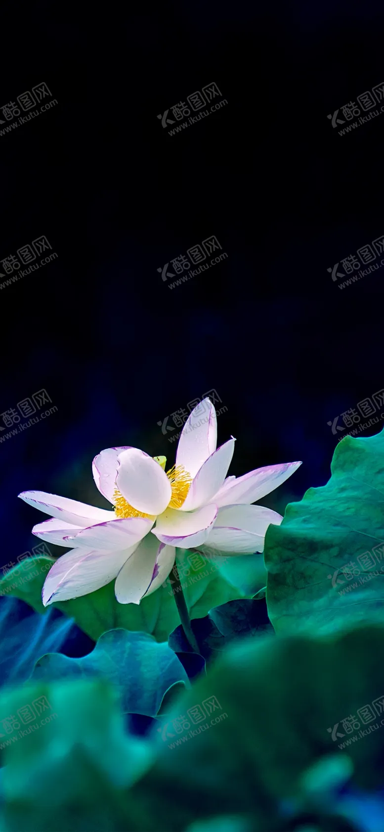 编号：72523309101406109709【酷图网】源文件下载-手机壁纸