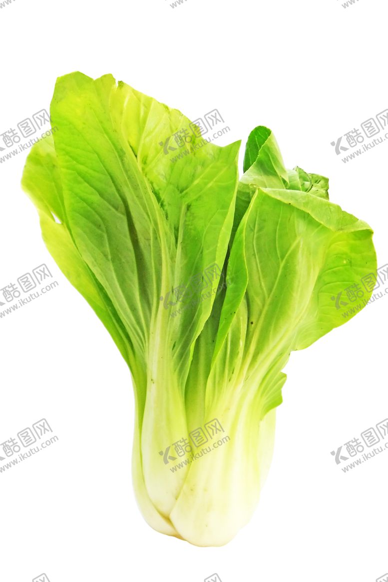编号：44741509090101455804【酷图网】源文件下载-白菜