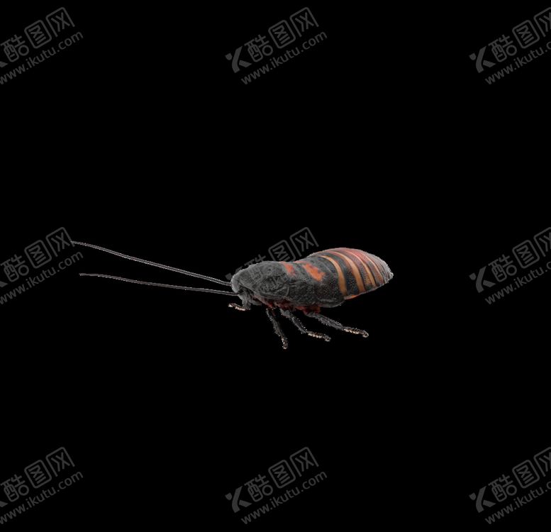 编号：83259610060627263250【酷图网】源文件下载-蟑螂小强