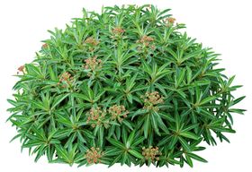 免扣树木花卉植物素材