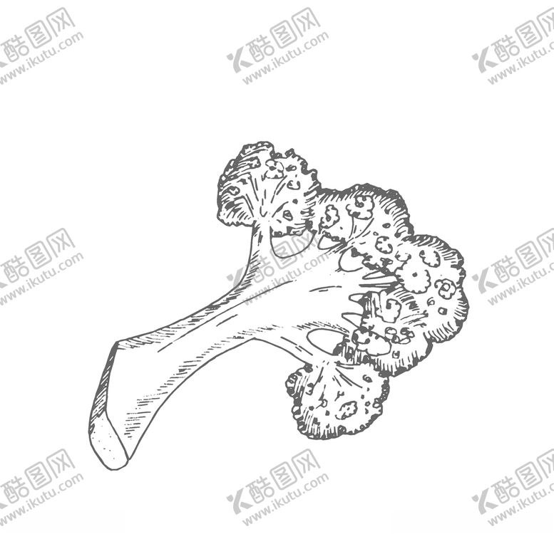 编号：56150509232157409362【酷图网】源文件下载-西兰花