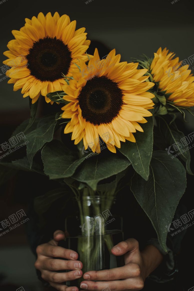 编号：25616211011050151426【酷图网】源文件下载-手捧向日葵