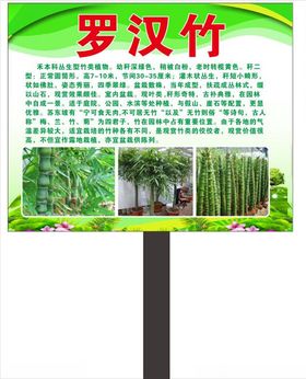 罗汉竹简介