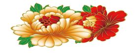 牡丹花
