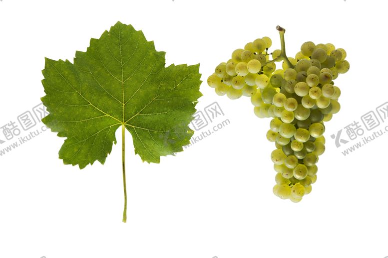 编号：94194109121539548721【酷图网】源文件下载-绿色装饰