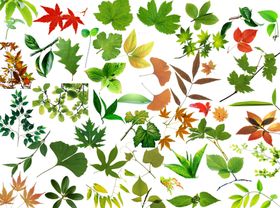 叶子素材
