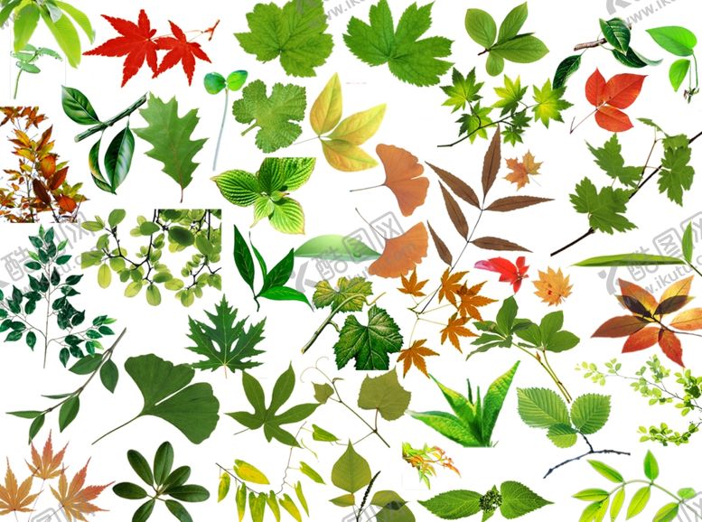 编号：38428310071508037131【酷图网】源文件下载-叶子素材