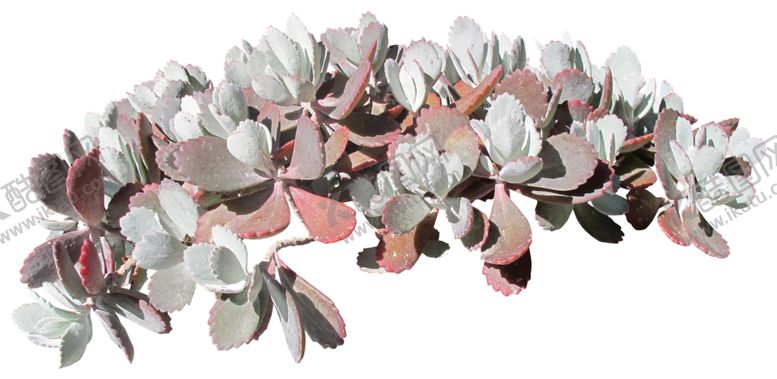 编号：56947410280457289601【酷图网】源文件下载-免扣花卉素材