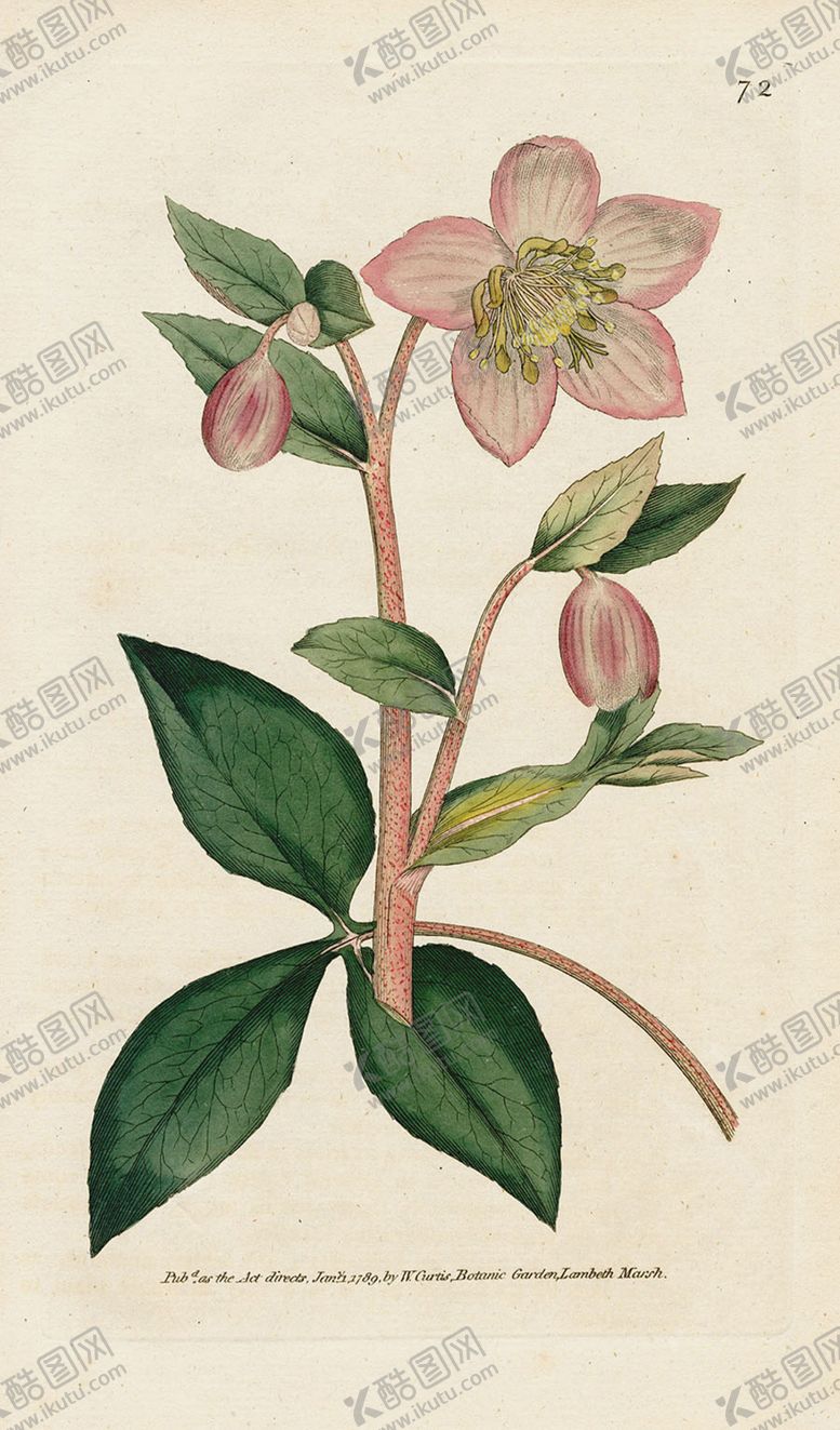 编号：37417109271221462294【酷图网】源文件下载-欧式复古色调花朵植物