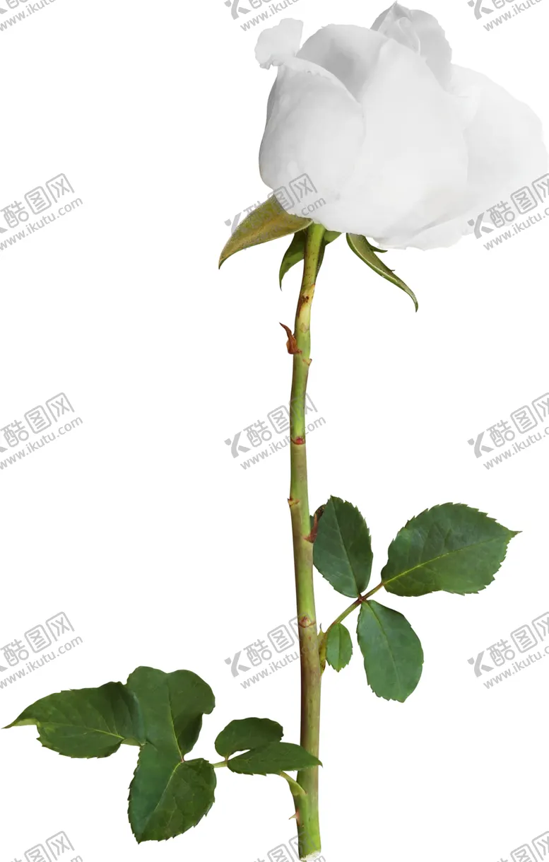 编号：23885406180447182366【酷图网】源文件下载-鲜花素材