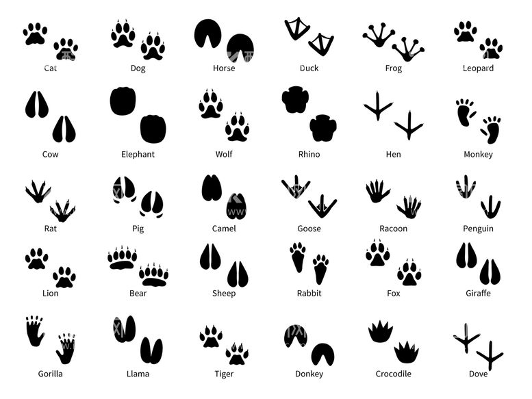 编号：78208411161717548545【酷图网】源文件下载-脚印