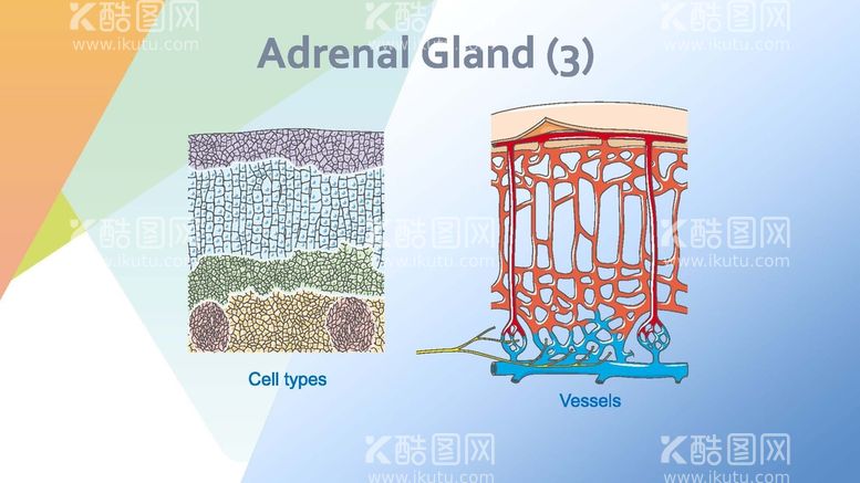 编号：34510210010115049764【酷图网】源文件下载-肾上腺