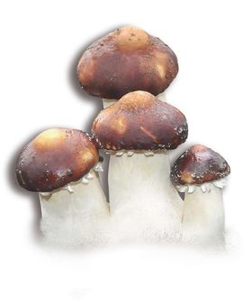 松茸礼品券