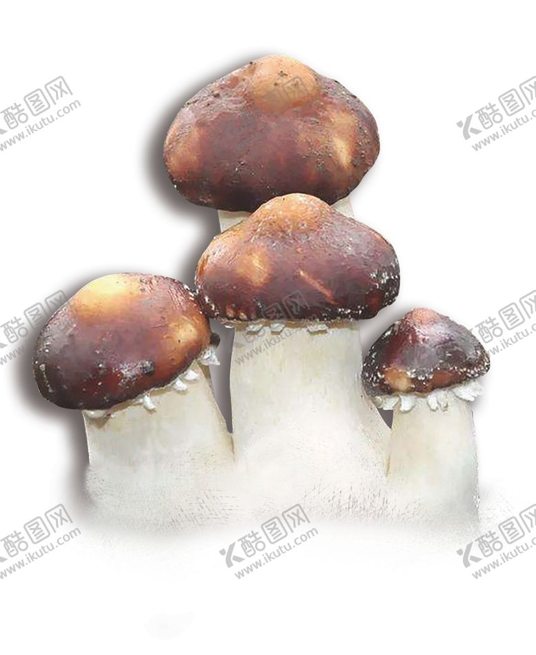 编号：23018310180225466540【酷图网】源文件下载-松茸