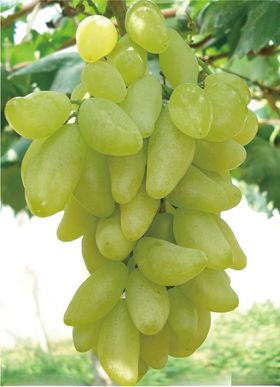 水果蔬菜高清图