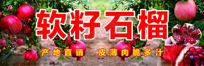 编号：58467302121427558282【酷图网】源文件下载-软籽石榴