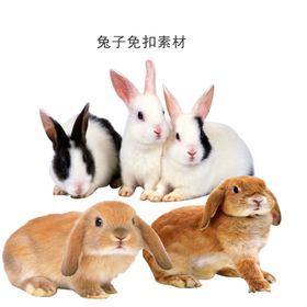 兔子免扣