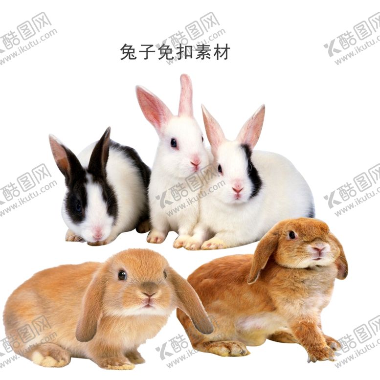 编号：81571309300438506672【酷图网】源文件下载-兔子免扣素材