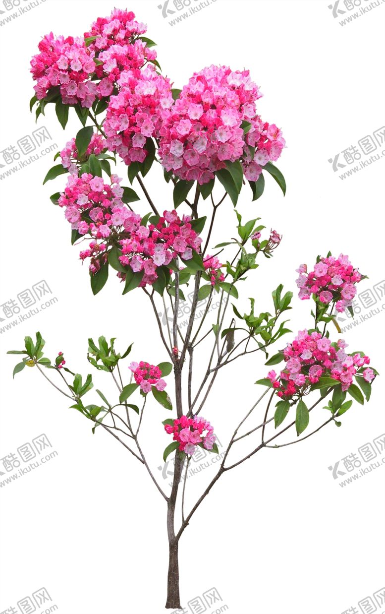编号：70514207131308433876【酷图网】源文件下载-免扣植物树木素材图片