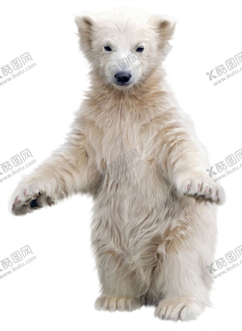编号：50890105021050113087【酷图网】源文件下载-北极熊