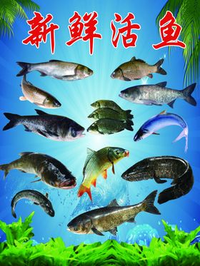 新鲜活鱼