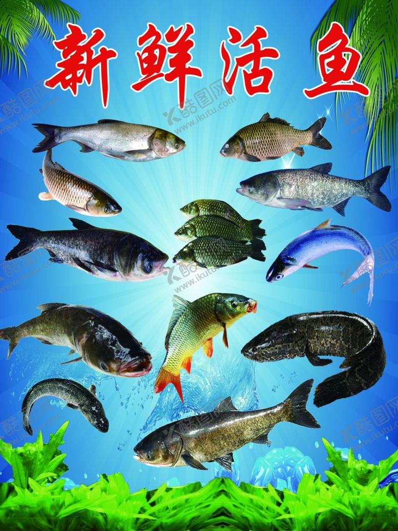 编号：38915004161229012984【酷图网】源文件下载-新鲜活鱼