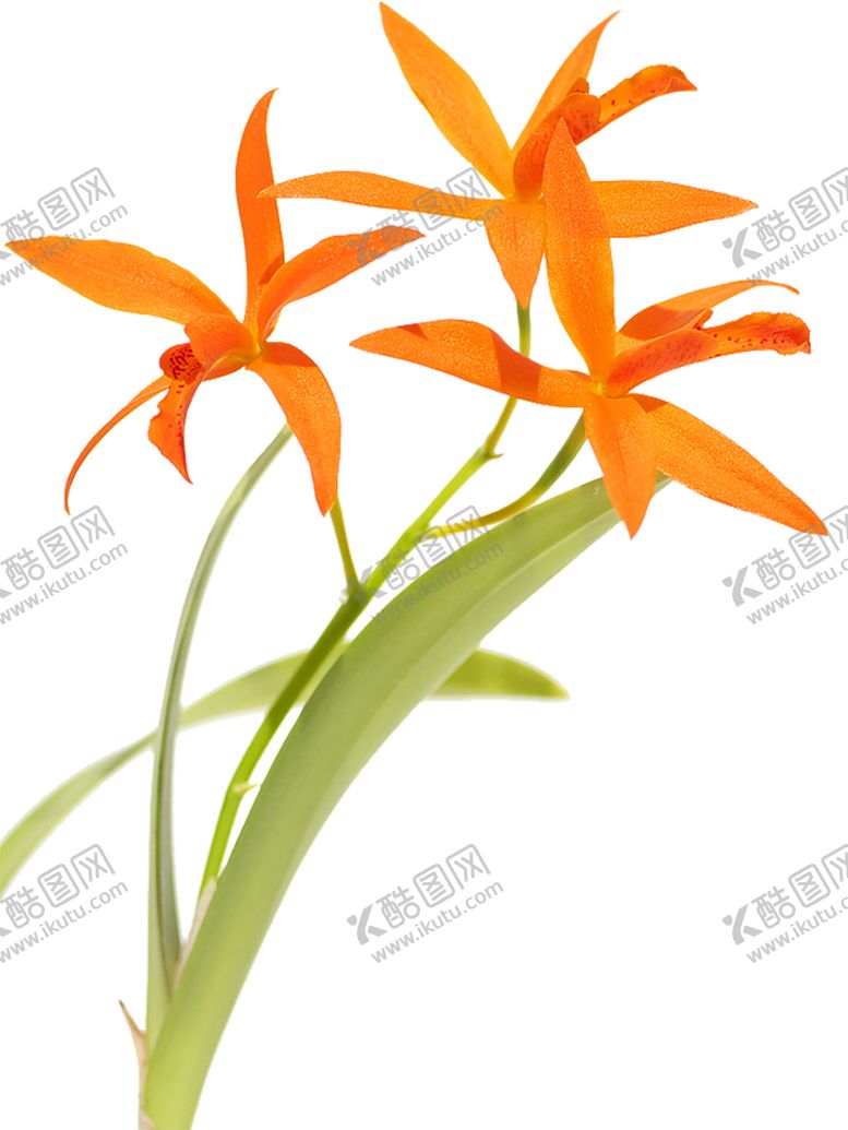 编号：40818109180642416821【酷图网】源文件下载-鲜花素材