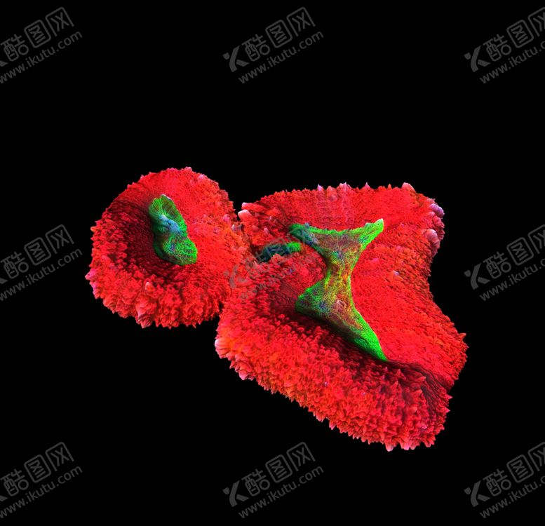 编号：68226410071955565485【酷图网】源文件下载-海洋生物