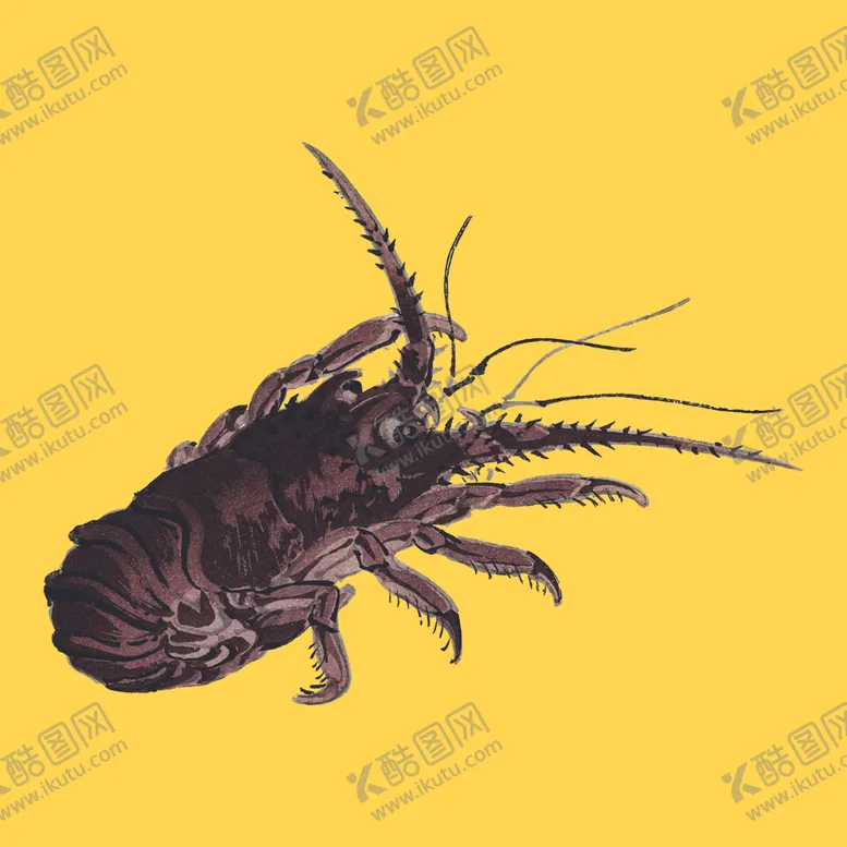 编号：45133903261834277708【酷图网】源文件下载-龙虾