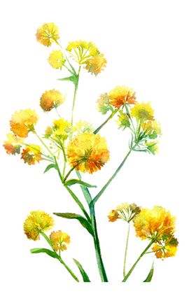 菊花装饰