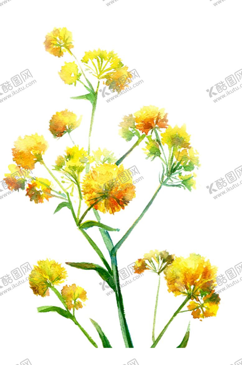 编号：22062506261819535459【酷图网】源文件下载-菊花装饰