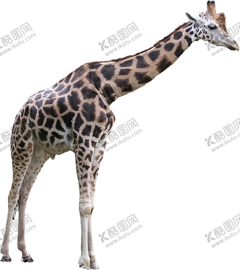 编号：38819904221946004117【酷图网】源文件下载-长颈鹿