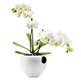 花素材
