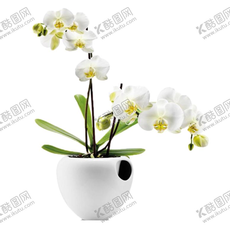 编号：20751010281028295134【酷图网】源文件下载-花素材