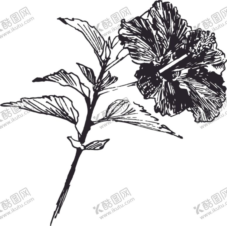 编号：55209310051230413064【酷图网】源文件下载-素描鲜花