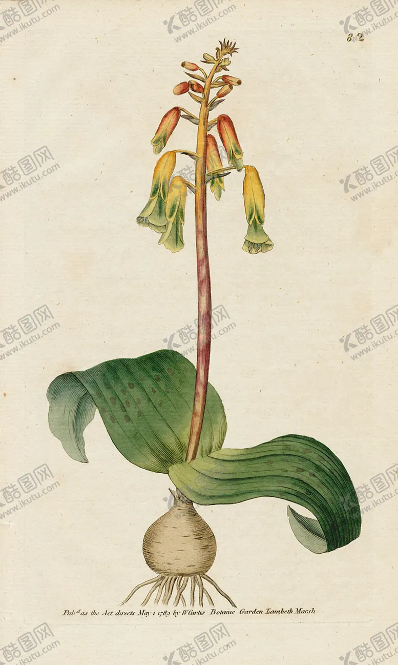 编号：49113806260426281755【酷图网】源文件下载-欧式复古色调花朵植物