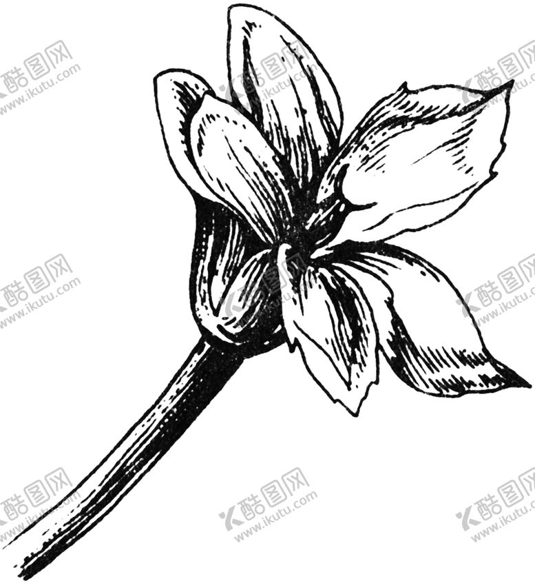 编号：19422910182235348121【酷图网】源文件下载-黑白手绘植物