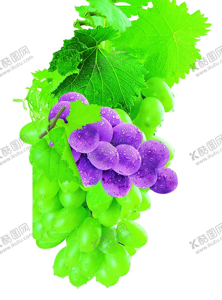 编号：35748609240521058854【酷图网】源文件下载-葡萄