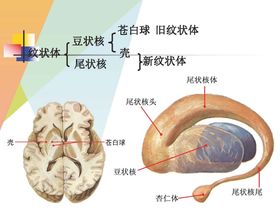 大脑解剖图