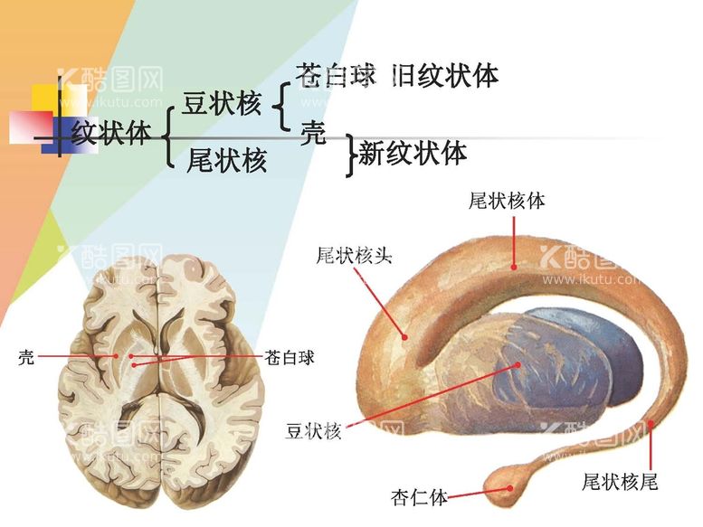 编号：88353801162322043362【酷图网】源文件下载-大脑解剖图 