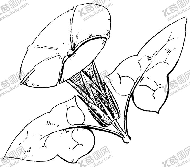 编号：55565109211639582714【酷图网】源文件下载-镂空花图案