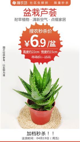 盆栽芦荟秒杀