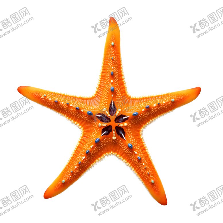 编号：80365402260334228354【酷图网】源文件下载-黄色海星海洋生物透明背景