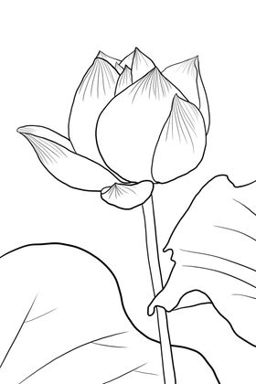 荷花