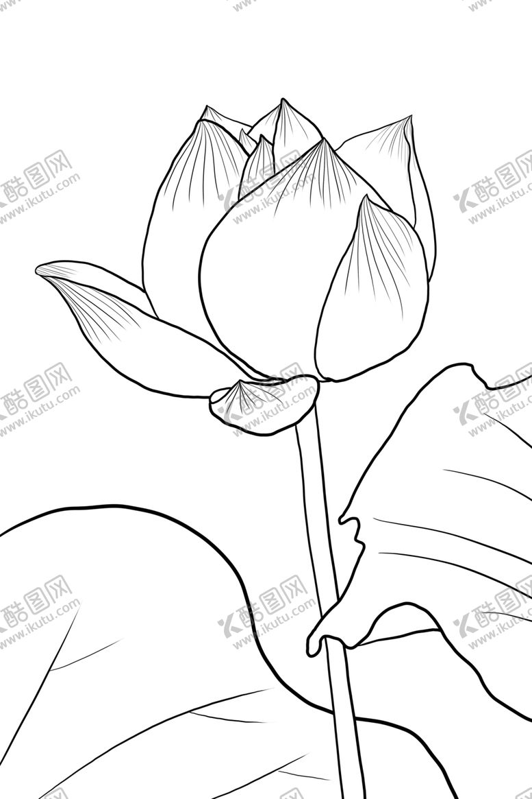 编号：42904305052133357342【酷图网】源文件下载-荷花