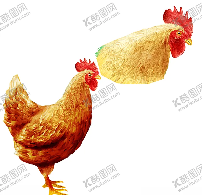 编号：44820705052029491408【酷图网】源文件下载-公鸡