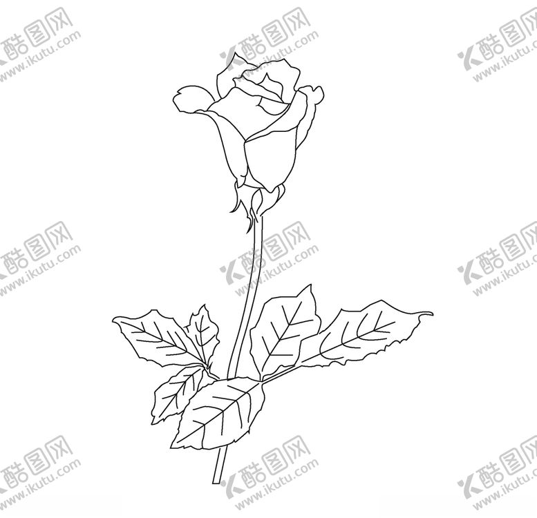 编号：69743905171701223162【酷图网】源文件下载-玫瑰