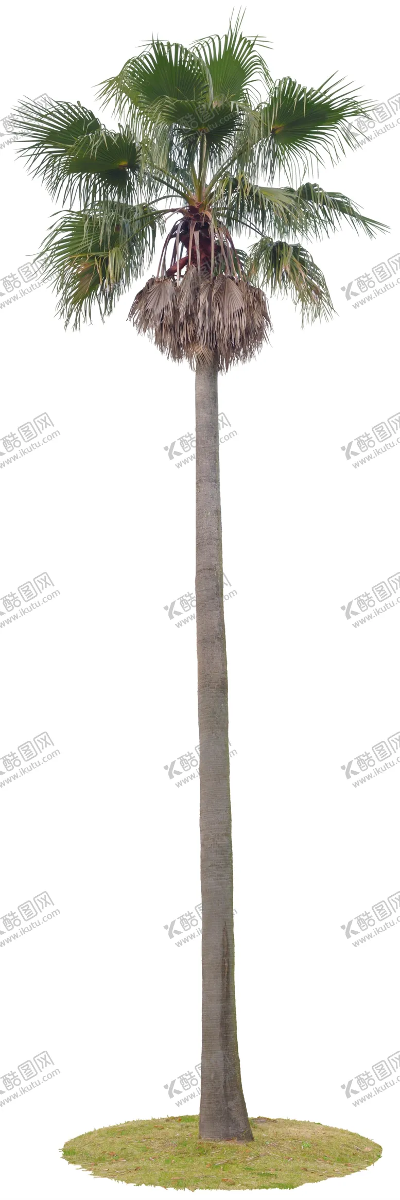 编号：63545906290431511315【酷图网】源文件下载-免扣植物树木素材图片